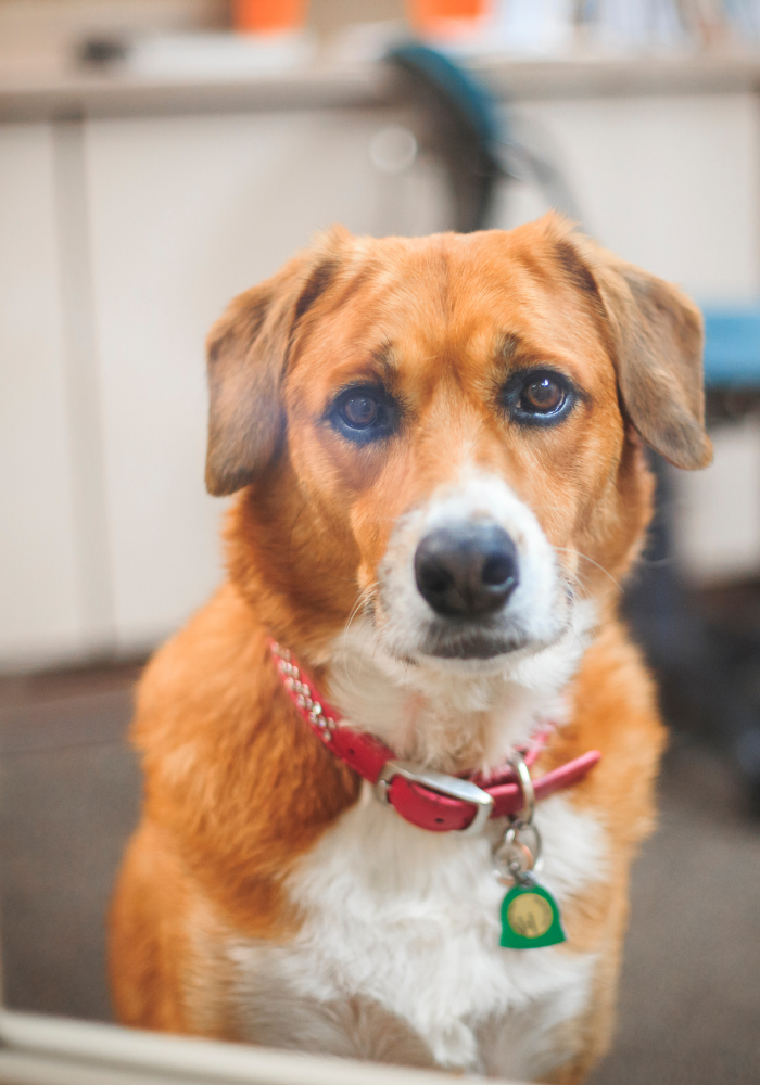 Headshot of a brown and white dog with a red collar, looking directly at the camera.